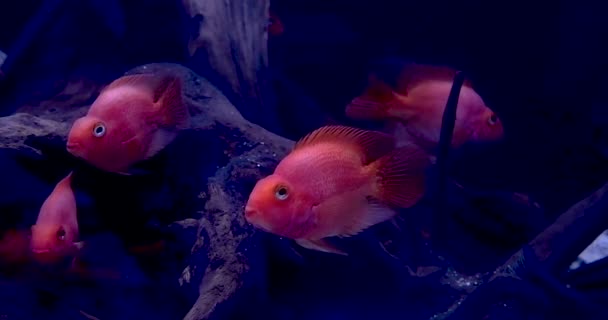 Footage Tropical Reef Fish Aquatic Plants Aquarium — Stock Video