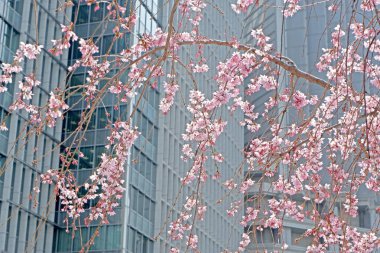 Şehir Binası, Japonya şehir merkezinde Sakura kiraz çiçeği çiçekler