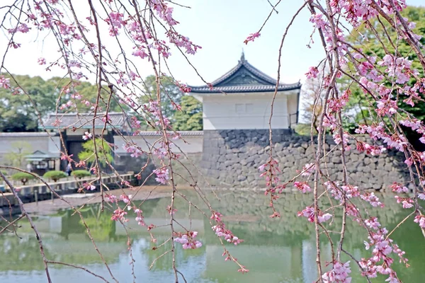 伝統的な城の建物とピンクの桜の桜の流れ — ストック写真