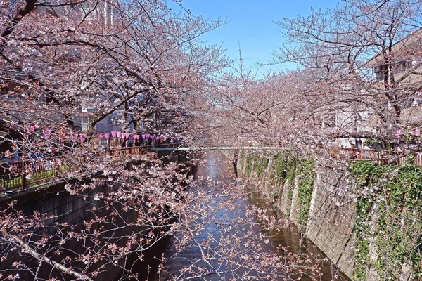 街の川、伝統的なランプと桜の花 — ストック写真