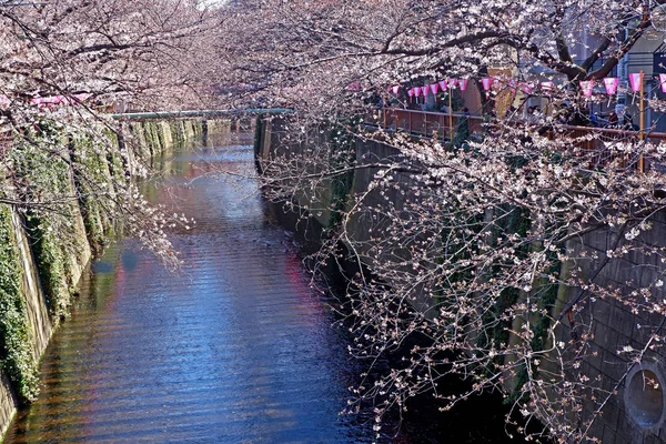 街の川、伝統的なランプと桜の花 — ストック写真