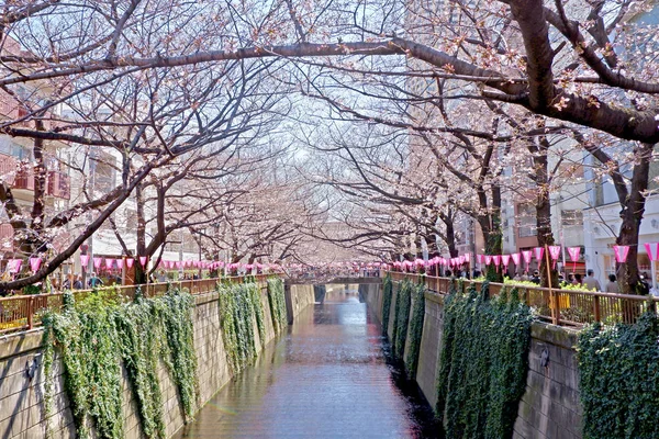 Řeka City, kvetoucí Třešňové květy, tradiční lampa a — Stock fotografie