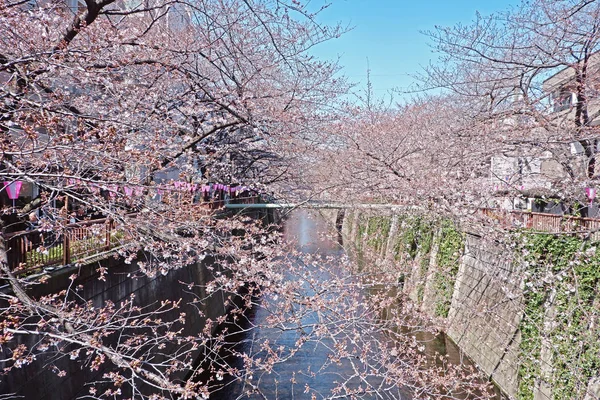 Fiume di città, fiori di ciliegio sakura, lampada tradizionale e — Foto Stock