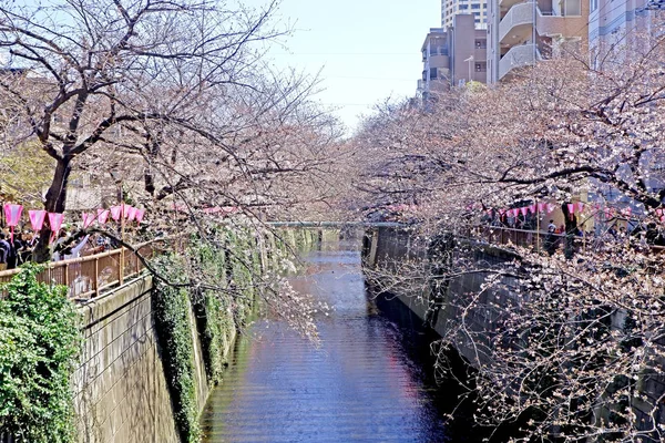 街の川、さくら桜の花、伝統的なランプと — ストック写真