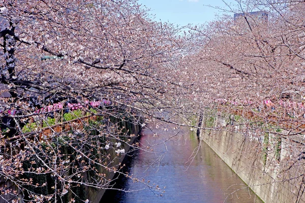 Rio da cidade, flores de cereja sakura, lâmpada tradicional e — Fotografia de Stock