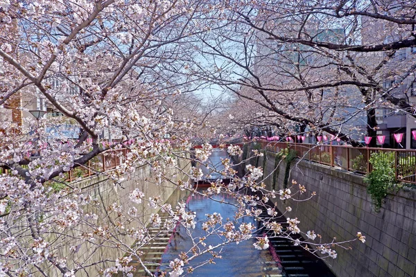 街の川、さくら桜の花、伝統的なランプと — ストック写真