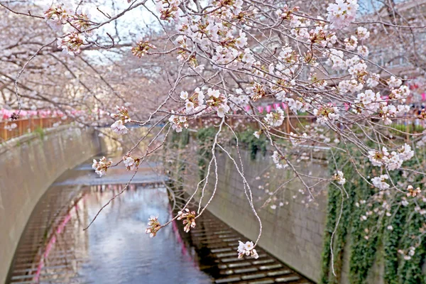 街の川、さくら桜の花、伝統的なランプと — ストック写真