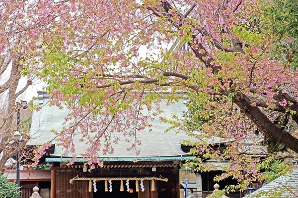 さくら桜の花、木、公園の伝統的な建物 — ストック写真