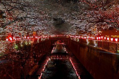 Nigh de Japonya sokakta Pembe sakura kiraz çiçeği çiçek