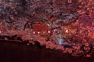 Nigh de Japonya sokakta Pembe sakura kiraz çiçeği çiçek