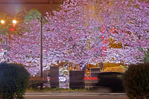 Pink sakura cherry blossom flower in Japan street at nigh — Stock Photo, Image