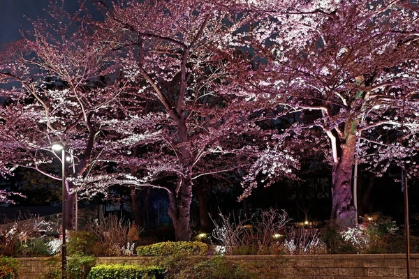 Ροζ Σακούρα κεράσι άνθος λουλουδιών στην οδό Ιαπωνία κοντά — Φωτογραφία Αρχείου