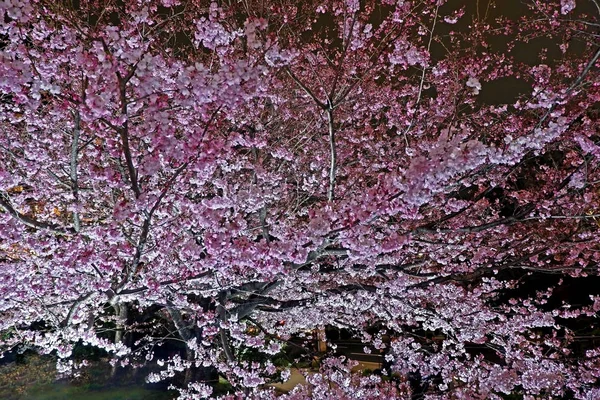 Flor de cereja sakura rosa flor na rua Japão no nigh — Fotografia de Stock