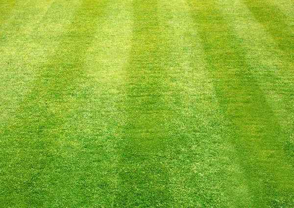 Natured verde grama campo textura fundo fundo — Fotografia de Stock