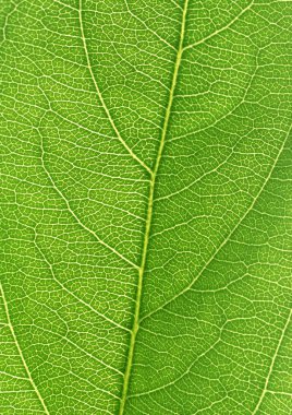 Sebze yaprağı ağlı damar desenli kağıt arka planlı yakın porsiyon yeşil bitki.
