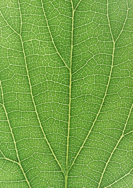 Close Gedeelte Groene Plant Met Plantaardige Blad Netted Aderen Patroon — Stockfoto