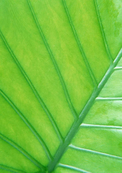 Close Portion Green Plant Vegetable Leaf Netted Veins Pattern Paper — Stock Photo, Image