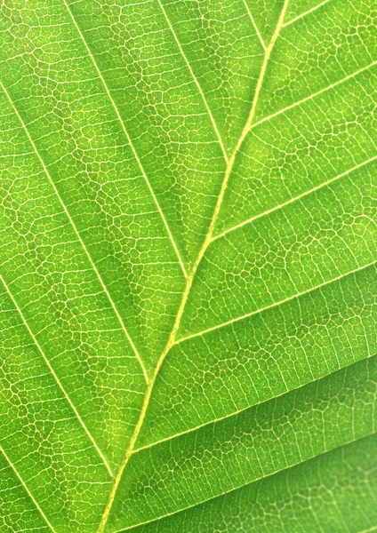 Planta Verde Porção Close Com Folha Fundo Papel Padrão Veias — Fotografia de Stock