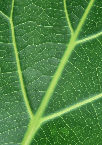 蔬菜叶网静脉图案纸背景下的特写部分绿色植物 — 图库照片