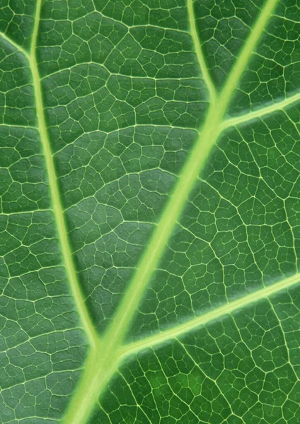 Close Gedeelte Groene Plant Met Plantaardige Blad Netted Aderen Patroon — Stockfoto