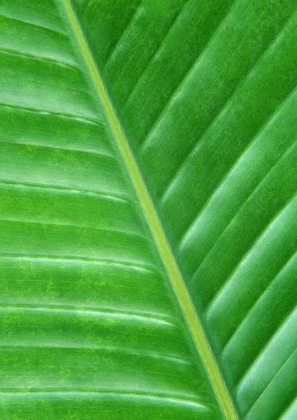 Porção Close Planta Verde Com Folha Vegetal Veias Com Rede — Fotografia de Stock