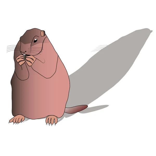 Happy Groundhog Day. Cute groundhog popping up from his burrow. — Stock Vector