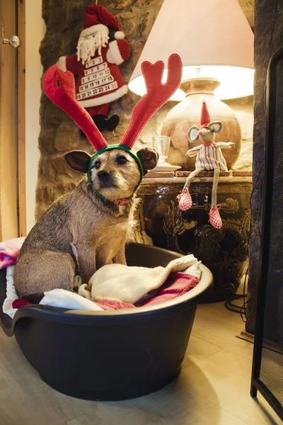 Patterdale Terrier Egy Ágyban Otthon Karácsonyi Díszek — Stock Fotó