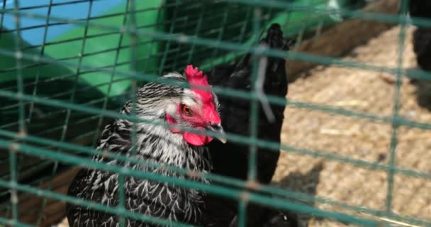 Pollos Gallinero — Vídeos de Stock