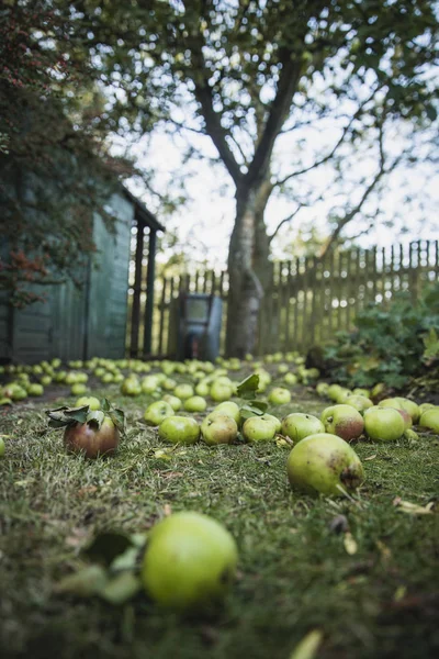 Селективный Снимок Недавно Упавших Зеленых Яблок Лежащих Заднем Дворе Деревом — Бесплатное стоковое фото