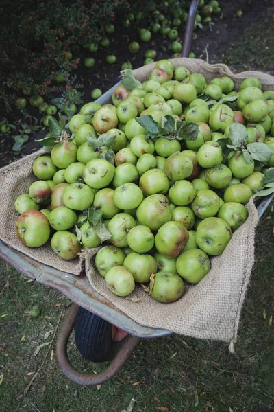 Крупним Планом Знімок Свіжовибраних Зелених Яблук Які Були Зібрані Тачку — стокове фото