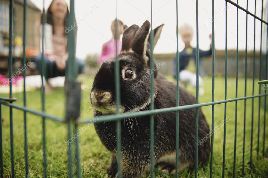 Close-up of a pet rabbit outdoors while in a cage.