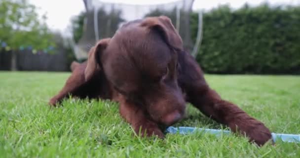 Plan d'un terrier à motifs mâchant un jouet. Le chien de compagnie commence alors à être poursuivi autour du jardin arrière .