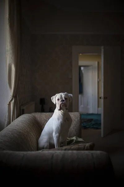 Белая боксерская собака — стоковое фото