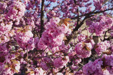 Pembe çiçek ağaç