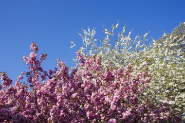 Pembe çiçek ağaç
