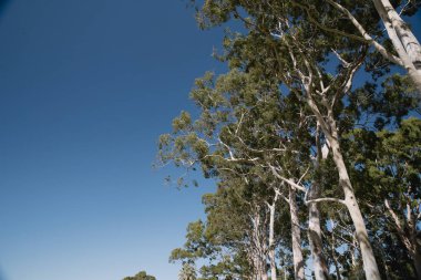 Gökyüzüne bakıyorum.