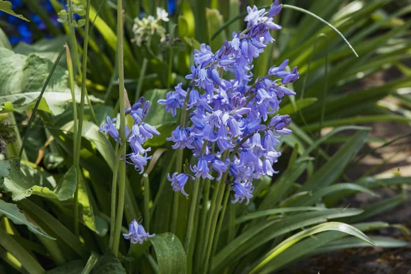 Primer plano de Bluebells — Foto de Stock