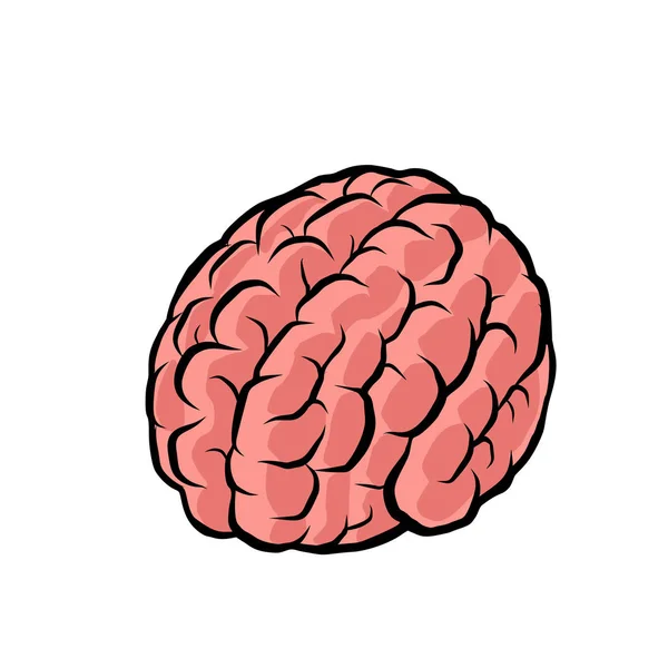 Мозг. интеллект человеческого разума — стоковый вектор