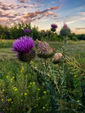 Tıbbi bitki devedikeni.