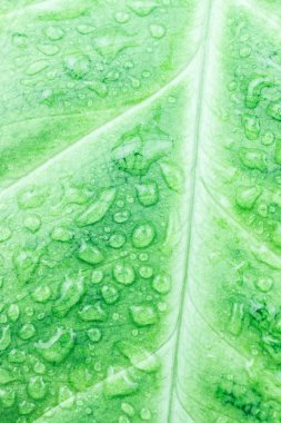 yeşil yaprak çiy, yeşil yaprak doku