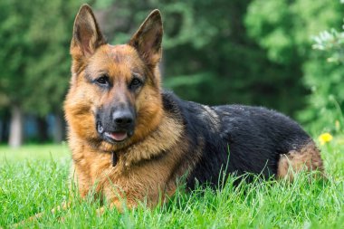 Noel ağacı parkta çimlere oturup köpek
