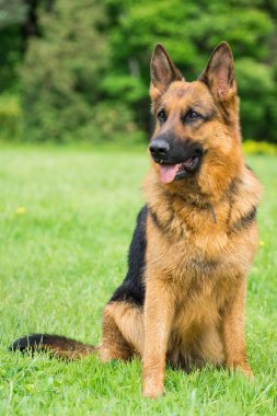 Parktaki çimlerin üzerinde oturan köpek. 