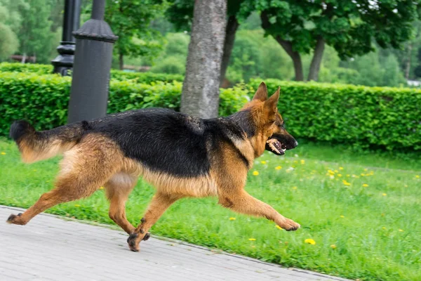 Hond Zittend Het Gras Het Park — Stockfoto