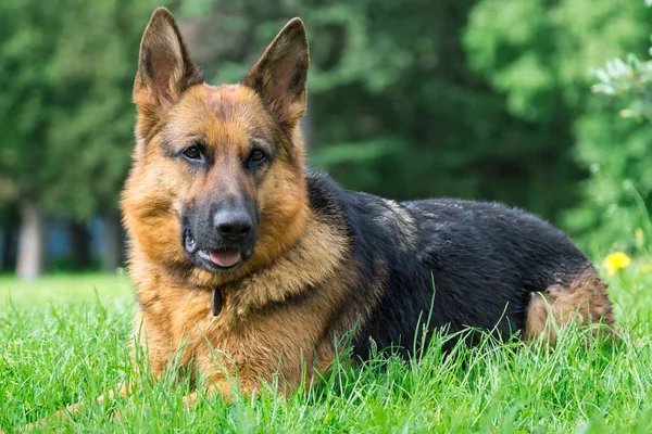 Hond Zittend Het Gras Het Park Bij Kerstboom — Stockfoto