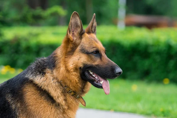 Hund Sitzt Auf Dem Gras Park — Stockfoto