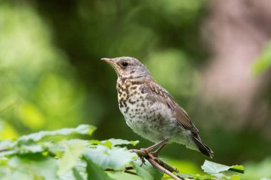 Turdus pilaris parkta dal