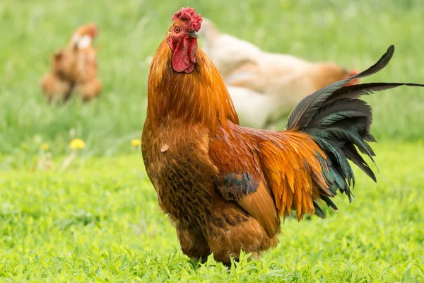 Gyönyörű Piros Kakas Zöld Rusztikus Természet Gazdaságban — Stock Fotó