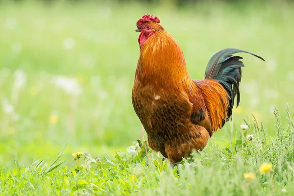 Mooie Rode Pik Groen Gras Rustieke Natuur Boerderij — Stockfoto