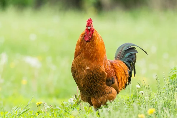 Όμορφη Κόκκινη Πούτσα Στο Πράσινο Γρασίδι Ρουστίκ Φύση Στο Αγρόκτημα — Φωτογραφία Αρχείου