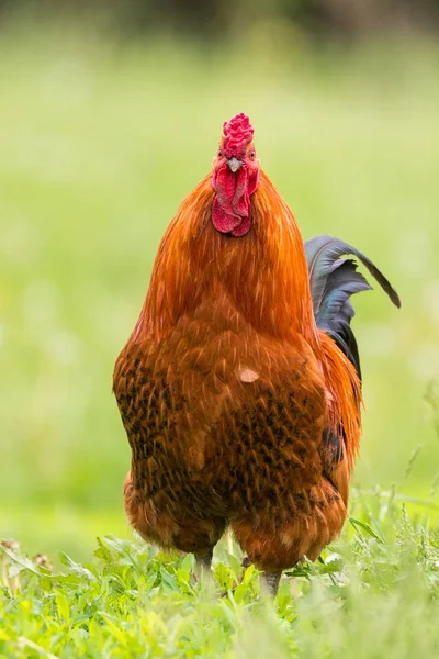 Belo Galo Vermelho Grama Verde Natureza Rústica Fazenda — Fotografia de Stock